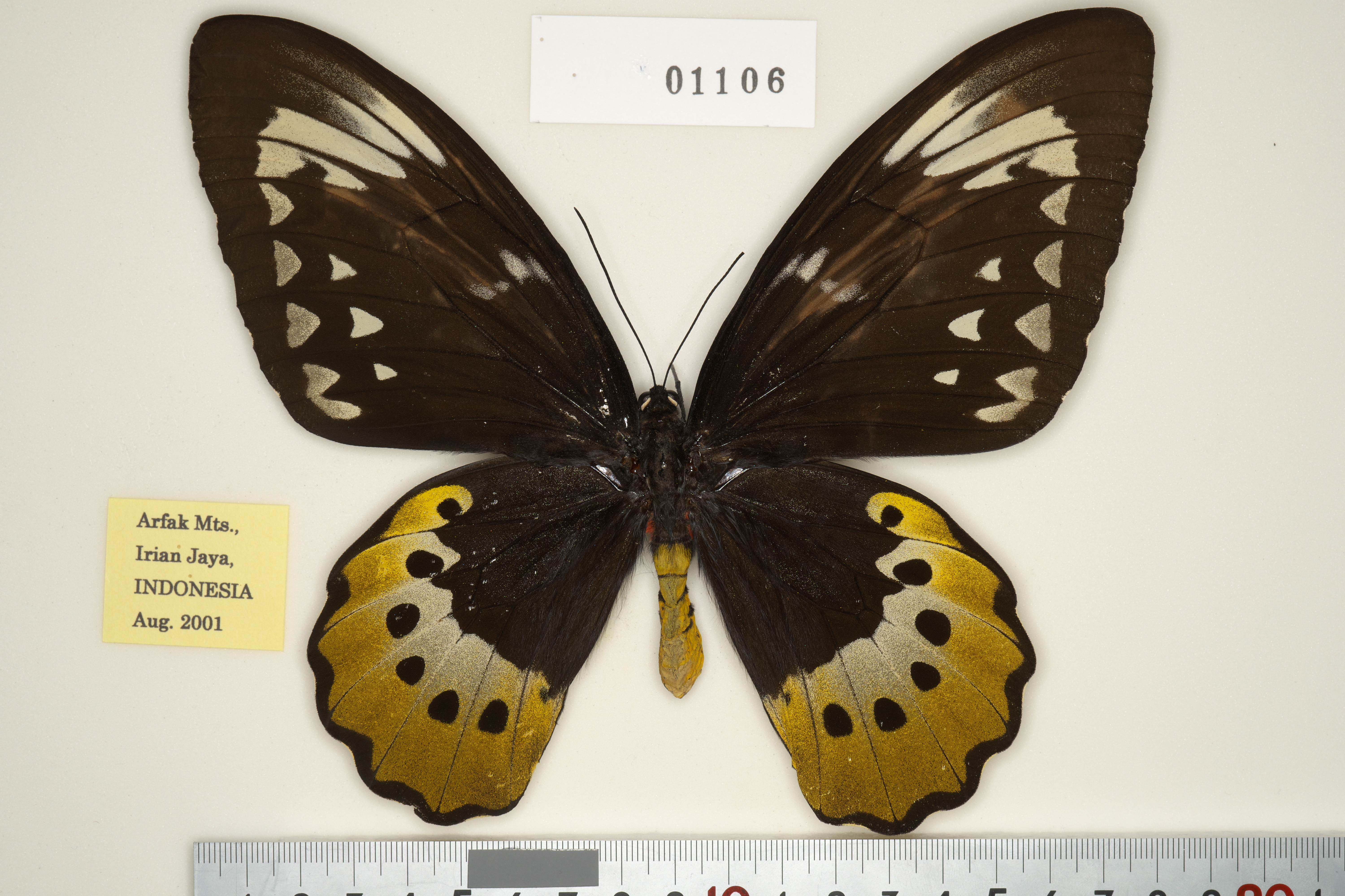 113-01106 | トリバネアゲハデジタル大図鑑（大屋崇コレクション）